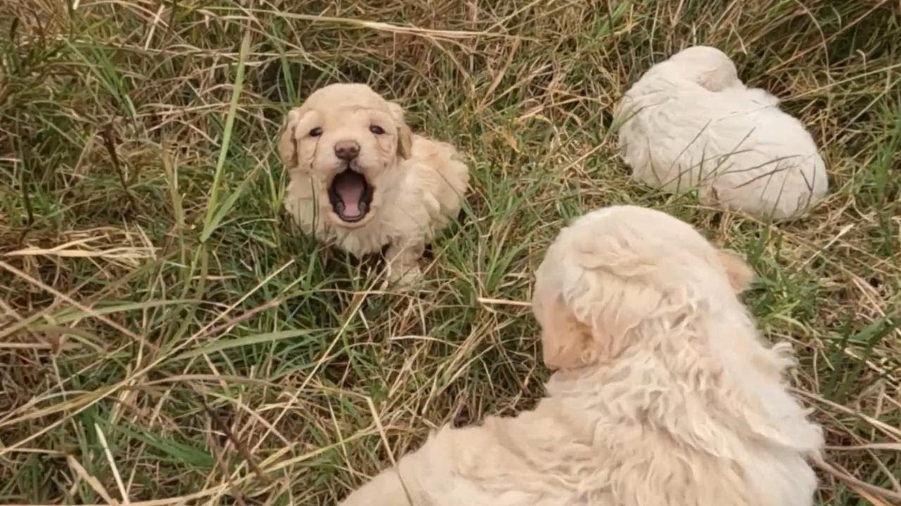 Homeless Mother Dog Begs for Help to Save Her Puppies - YouTube