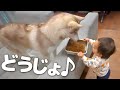 大型犬2匹のお世話を完璧にマスターした1歳児の行動が凄すぎました・・・