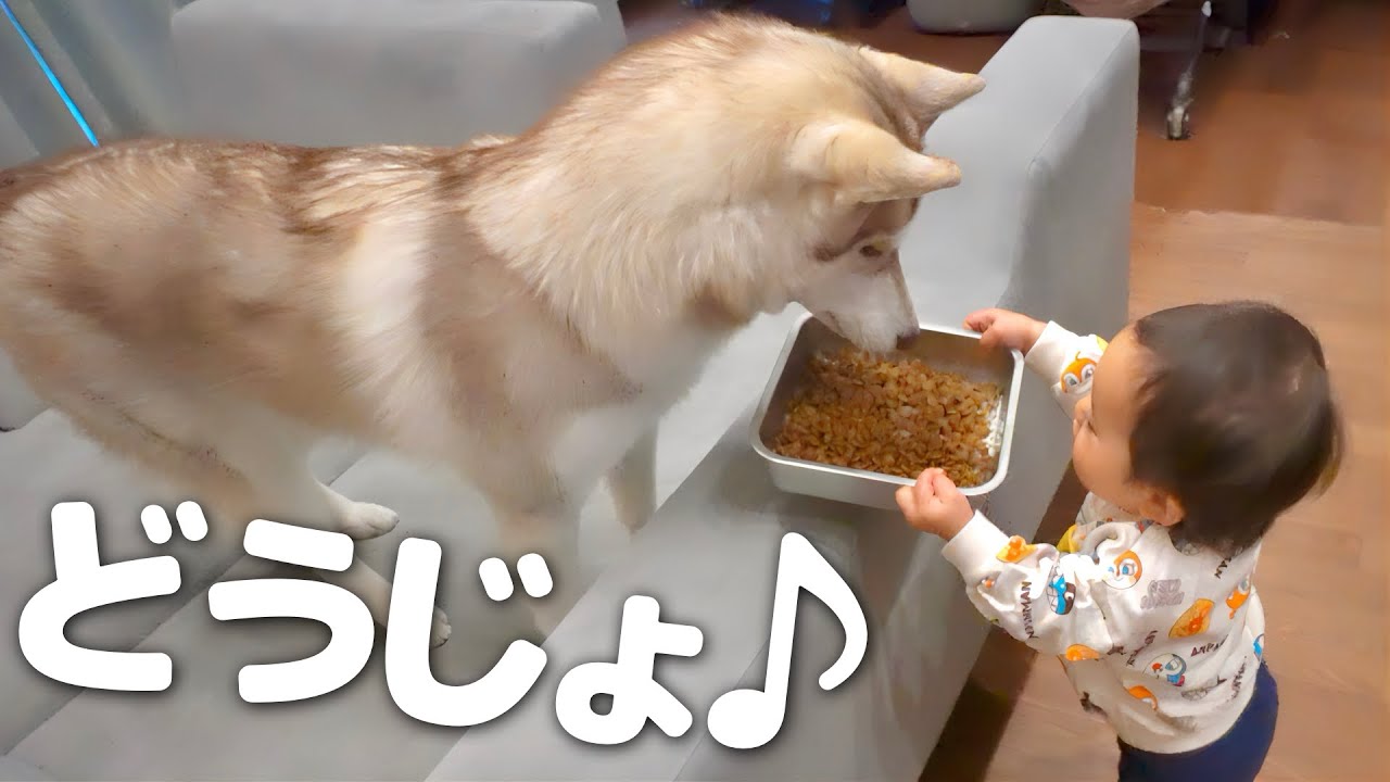 大型犬2匹のお世話を完璧にマスターした１歳児の行動が凄すぎました・・・