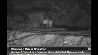 Leopard At Djuma, July 9, 2013