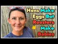 🐣 WHY You Need a Rooster-MORE on Broody Hens 🐣