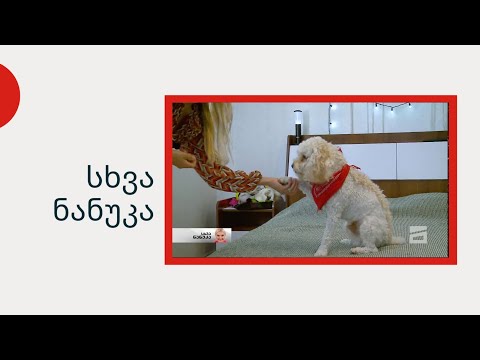 სხვა ნანუკა - ორი დის სრულფასოვანი შვილი პუდელი