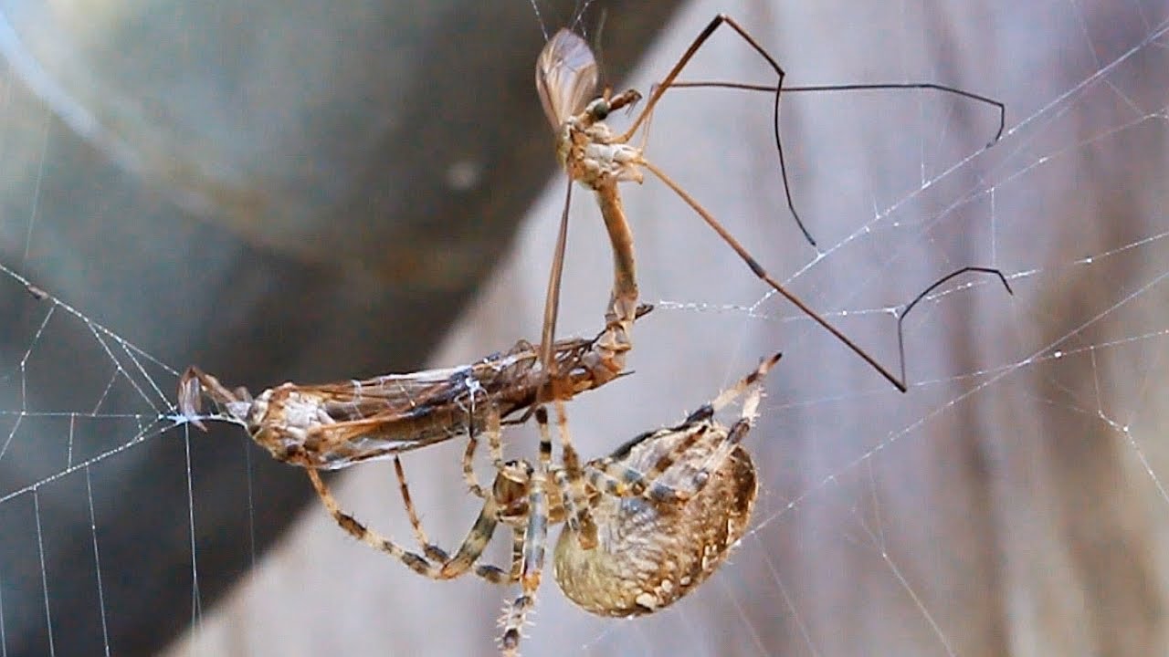 Two Mosquitoes Having Sex And Get Eaten By A Fat Hungry Cross Spider Woman Love Till The End Of