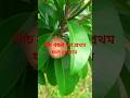 অবশেষে প্রভুর দেখা পেলাম #shortsfeed #trending #trending #ytshorts #fruit