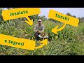 Come Coltivare INSALATA TRUCCHI e Tutorial