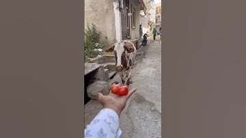 jay Shree Ram 🚩Jay Bajrangbali #shorts #gauseva #gaumata #cow