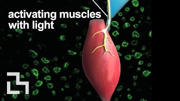 Optogenetic muscle control