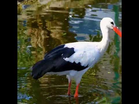 طائر اللقلق يبحث عن طعامه