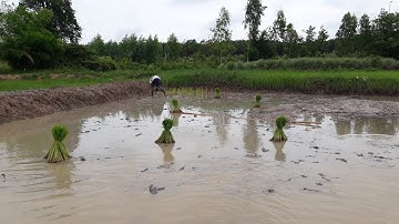 เปรียบเทียบข้อดีและข้อเสียของนาดำและนาหว่าน