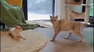 Chihuahua dog and a cat play fighting, chasing and hiding