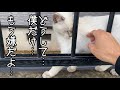 いじめられっ子の小さな野良猫がお別れを伝えに来たから……