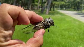 How To Catch Cicademi