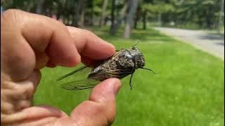 How to catch cicadas（semi）