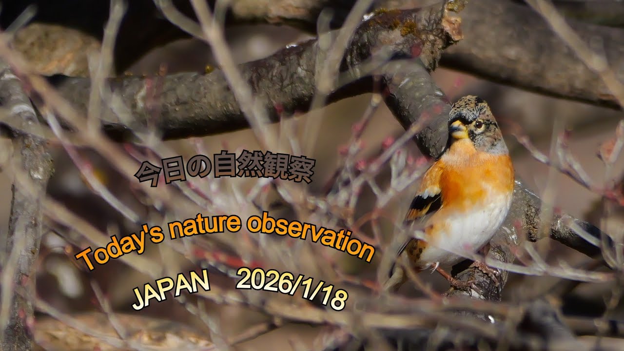 今日の自然観察　Today's nature observation　JAPAN  2026/1/18