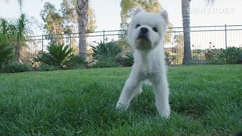 CNN Hero Sherri Franklin: Doggie hospice