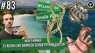 F2 Reign Line Barneck Scrub Python Clutch FULL BREAKDOWN | Kush