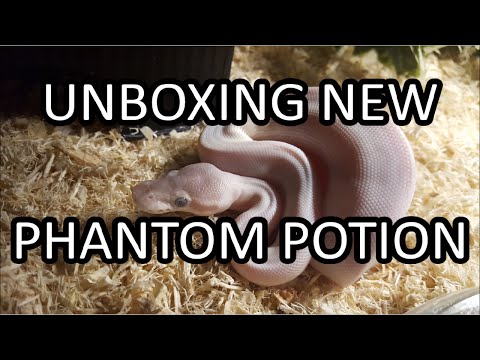 Unboxing New Phantom Potion