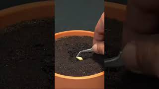 Very beautiful 🥰 # The farming Life 1