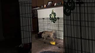 ShihTzu Chihuahua puppy mix in new indoor puppy dog run