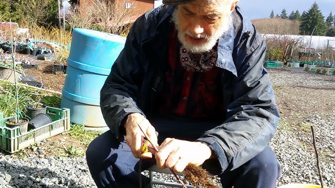 An Easy Method for Grafting Apple Trees – Mother Earth News