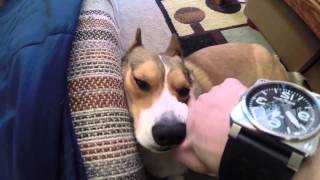 Nice watch mang pets corgi broading