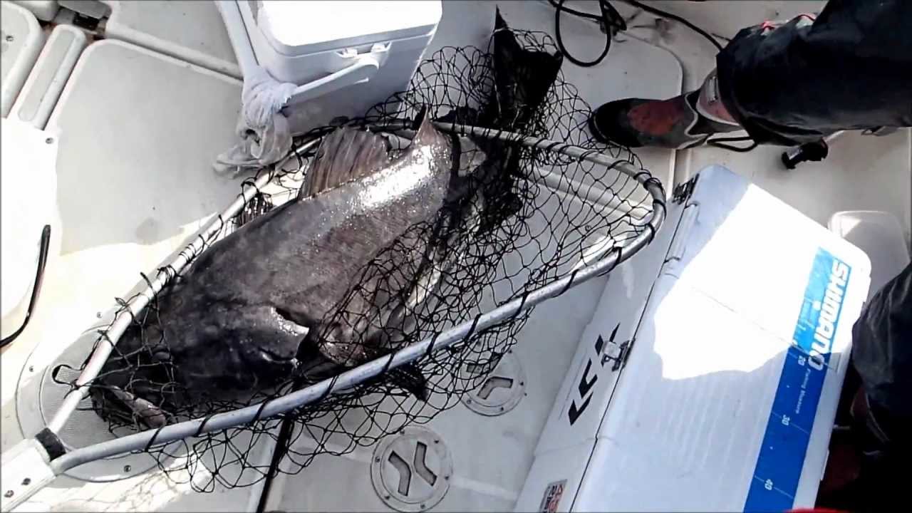 アブラボウズ釣り やまさんのボート釣り日記