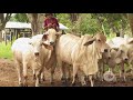 Aumento de ganancia de peso con pastoreo continuo | La Finca de Hoy