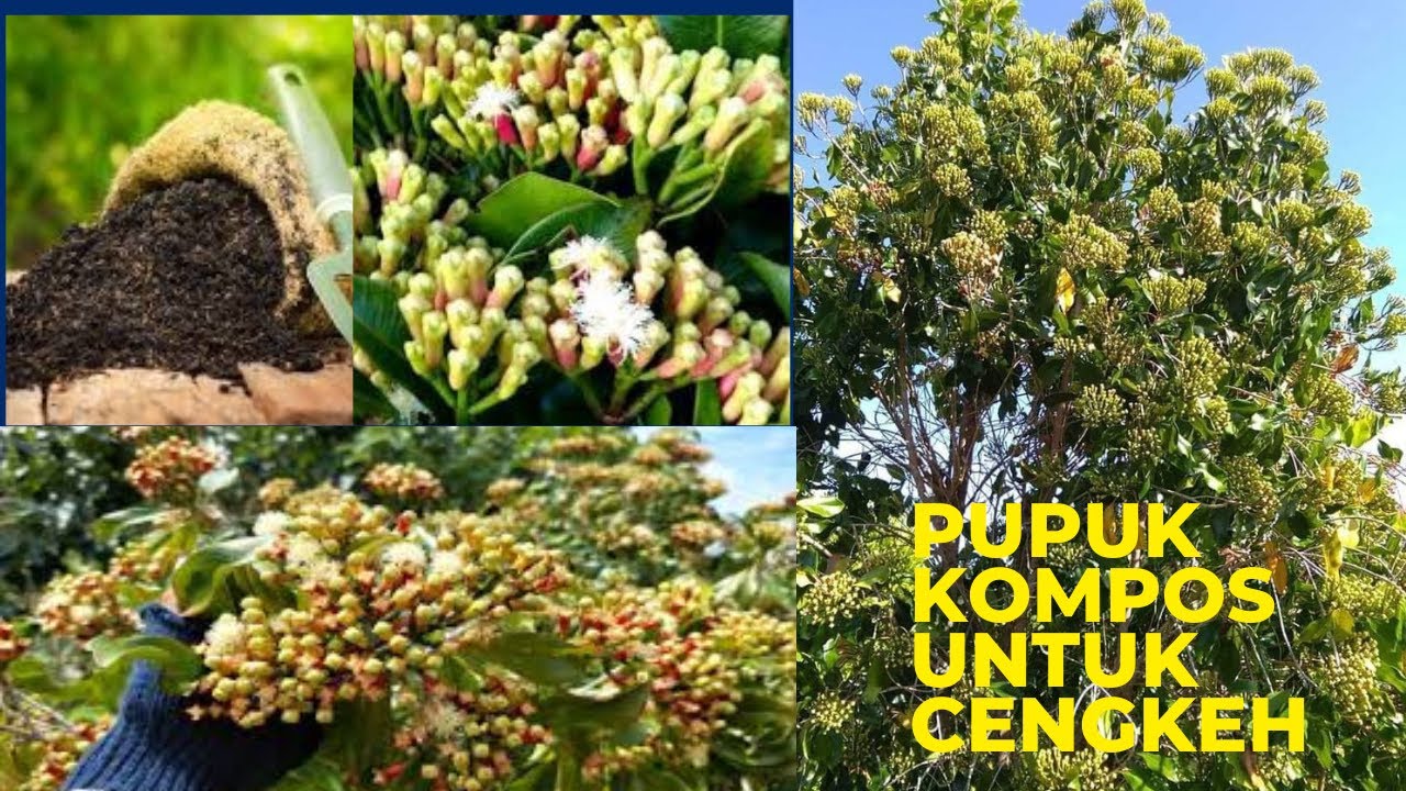 Surga Cengkeh: Mengeksplorasi Pohon Buah Cengkeh yang Dipenuhi dengan Buah yang Lebat