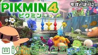 🐤#ピクミン4 #06🐸33日目～ 高画質でド初見「PIKUMIN4」！【#もずとは