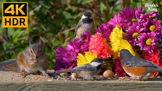 Cat TV for Cats to Watch 😺❤️💐 Carnations, mother birds, chipmunks, and squirrels 🐿 8 Hours(4K HDR)