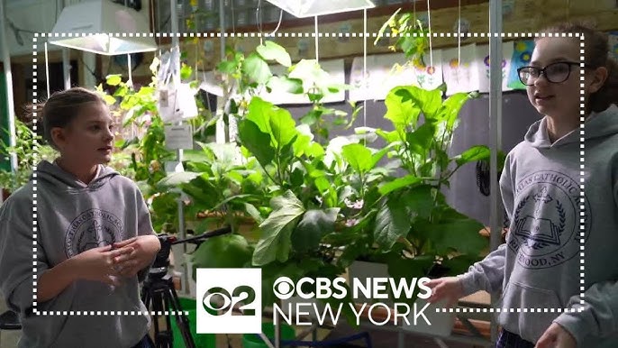 Students In Queens Learning About Hydroponics