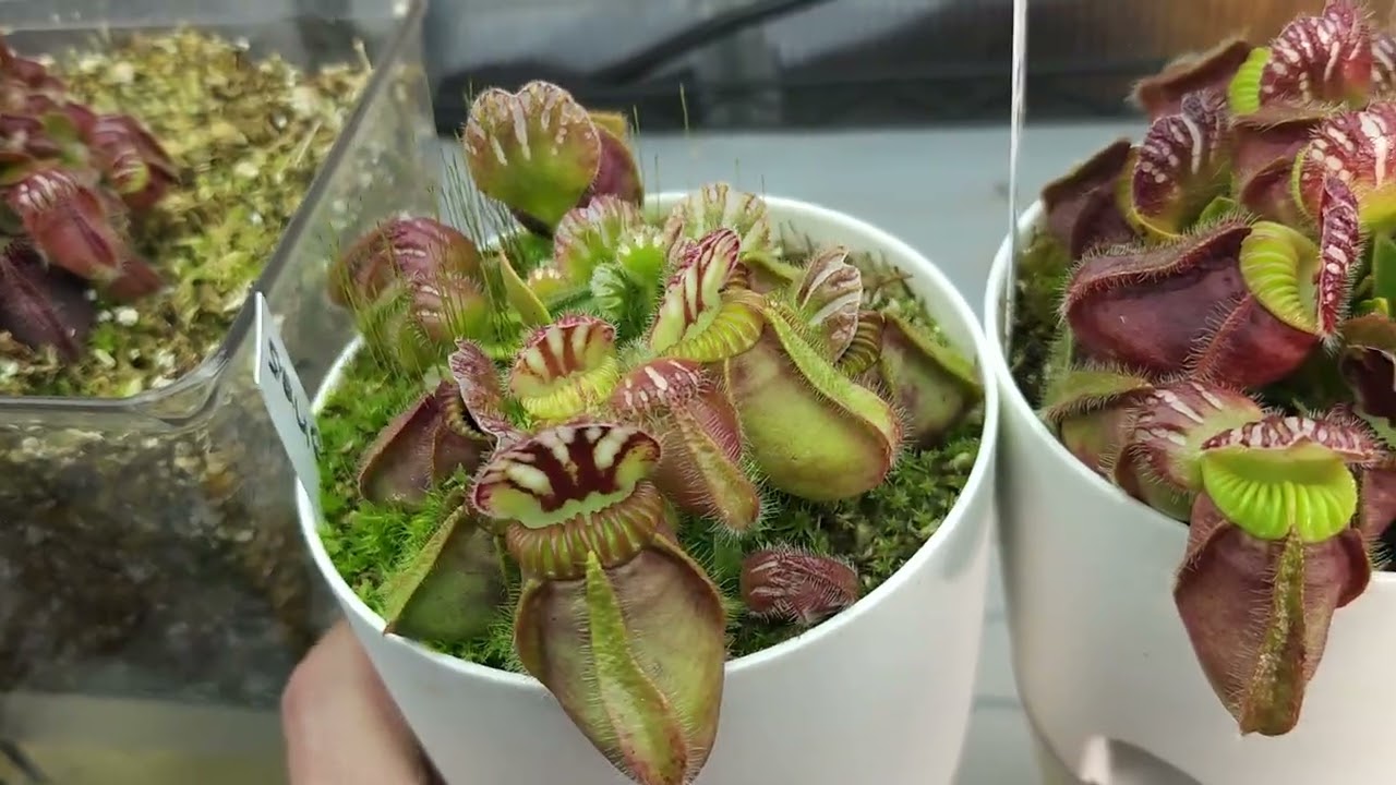 Sad Carnivors Greenhouse  Update I lost a Dewy Pine and A Few Venus Flytraps