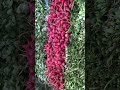 سبزي فروشي به سبك محله اي ايران سبزي تربچه محله اي بازارچه