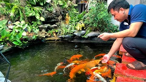 Không Gian Tuyệt Vời Với Hồ Cá Koi Và Sân Vườn Cho Quán Coffee