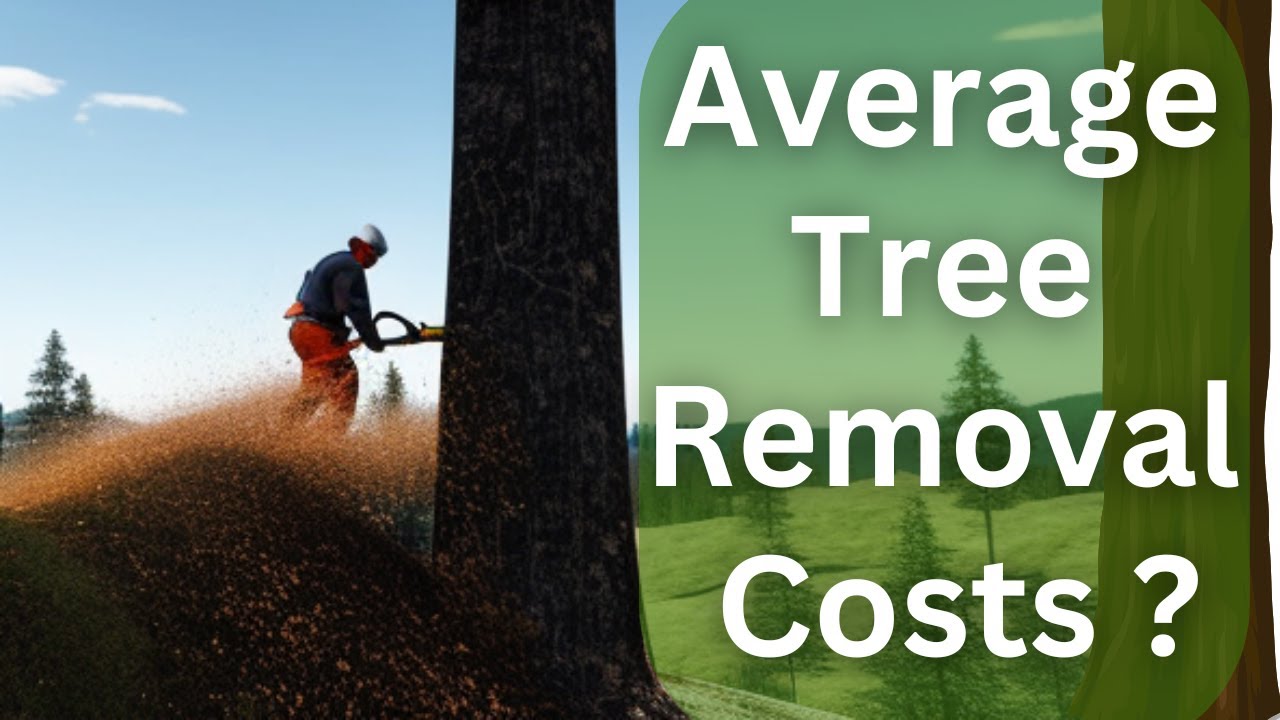 How much are average 2023 Tree Removal Costs? CALL 4802003331 for