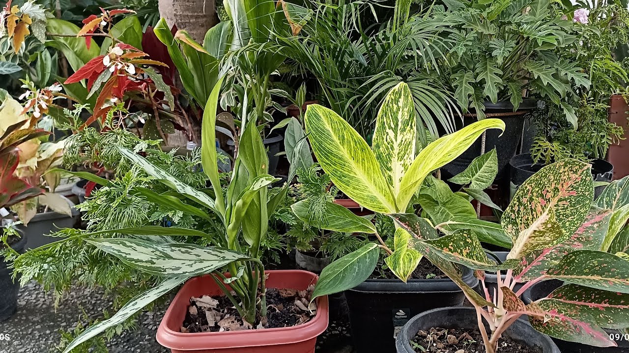 Replante e mostrando minhas aglaonemas 🌷🌷🌷🌷🌺🌺