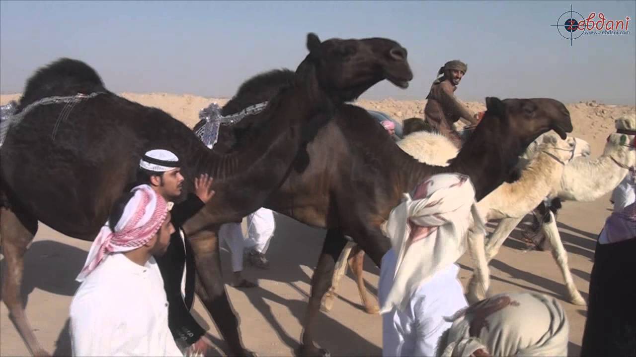 مسيرة عفاسه والنايفه للسيد/ علي بن عوضه اللبدان المري في مزاين الكويت 2015