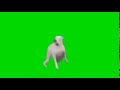 Meme un chien qui dance