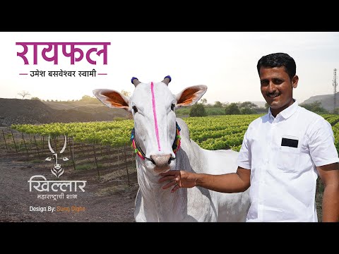 Khillar Maharashtrachi Shaan । रायफल - खोंड । उमेश बसवेश्वर स्वामी , नागज । Khillar । २०१९