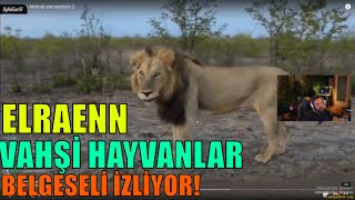 Elraenn - Vahşi̇ Hayvanlar Belgeseli̇ İzli̇yor
