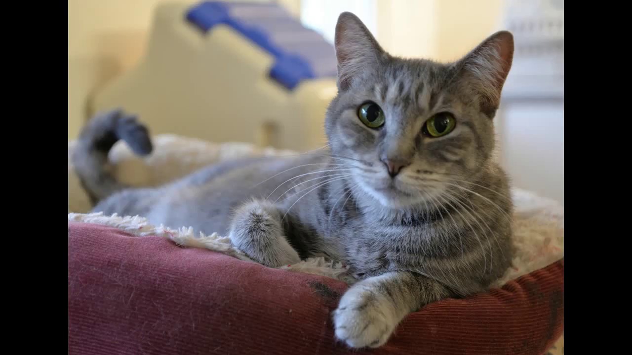 Thundering Paws helps special-needs cats 2018