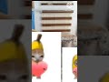 banana cat and baby banana cat going to the home