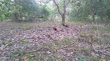 bảy gà rừng bội về đẹp gáy hay #Biênnghesanbat#