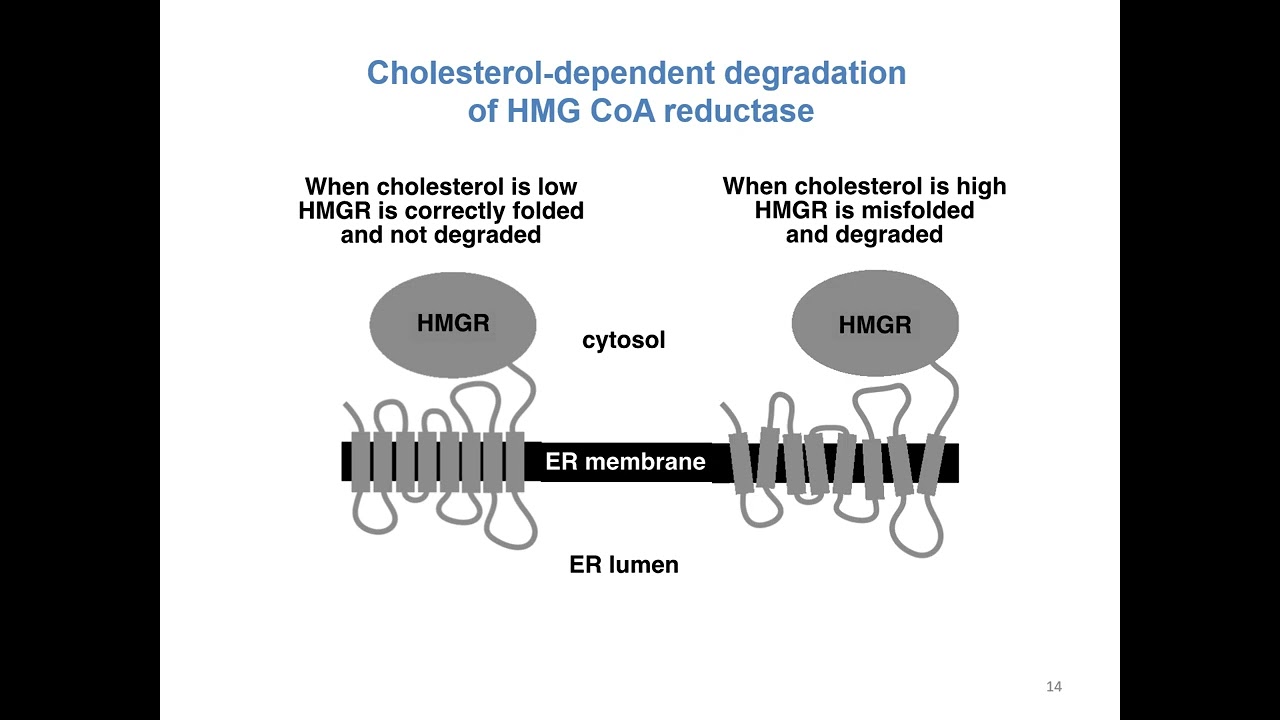 Cholesterol  Biosynthesis  with Regulation & Clinical Significance