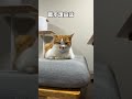 「絶対何か隠してる」猫あるあるソング