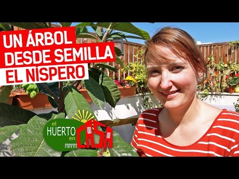 El huerto en casa 76 | Un árbol desde semilla | Níspero
