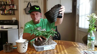 Dirt Man's DIY LED Micro Grow V2.0 Episode 5 Transplanting...Again