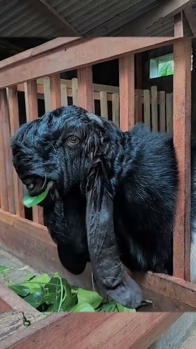 STORY WA KAMBING ETAWA #peternakmuda #tukangngarit