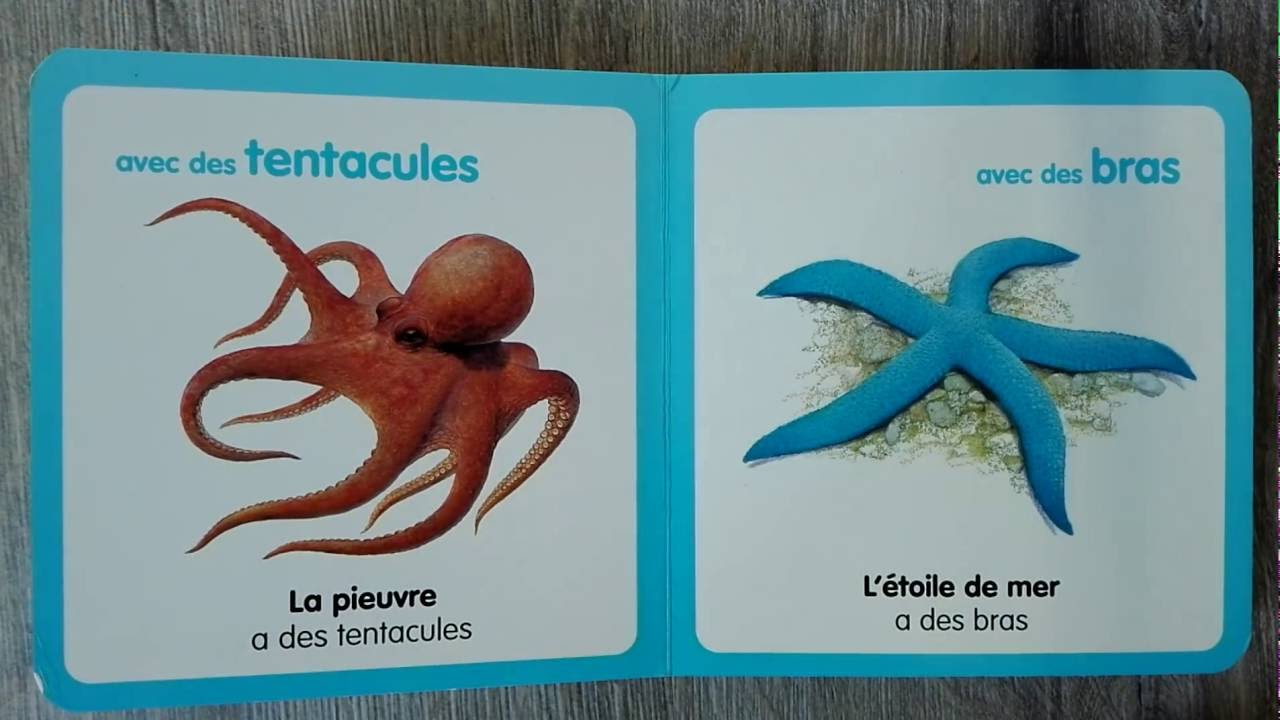 Histoire Pour Enfant Mon Petit Imagier Des Animaux Youtube