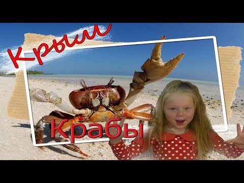 Крабы Чёрного моря | Энциклопедия школьника